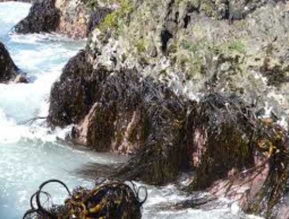 Algas marinas peruvian Seaweed peru