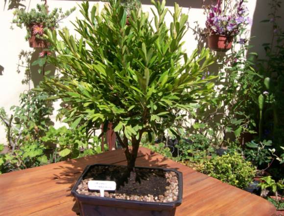 Bonsai de BUXUS LINEARIFOLIA