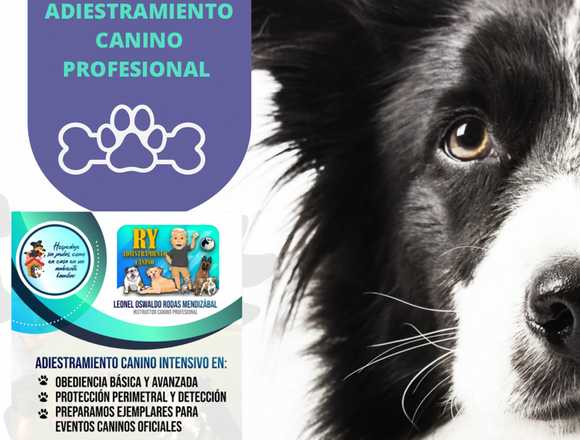 ADIESTRAMIENTO CANINO PROFESIONAL 🦮