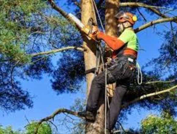 Servicio Poda de arboles y zonas verdes