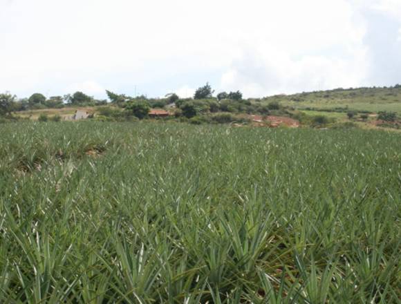 Finca productiva de piña Oromiel 