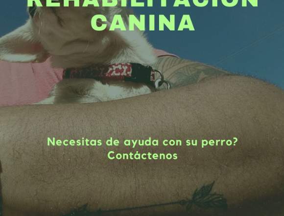 Rehabilitación de comportamiento Canino 