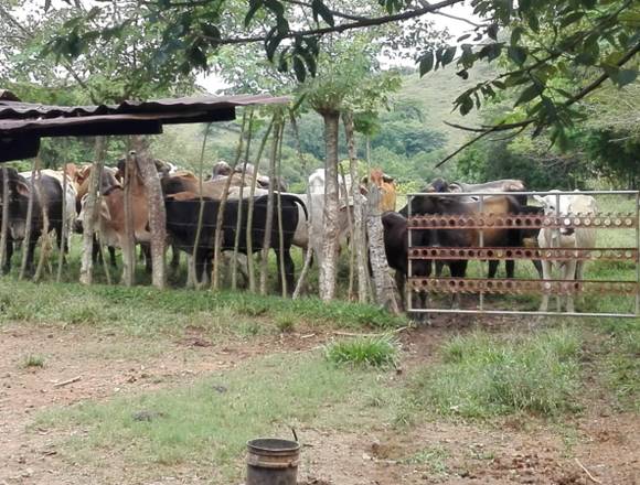 Terreno Titulado en venta en Ocu 