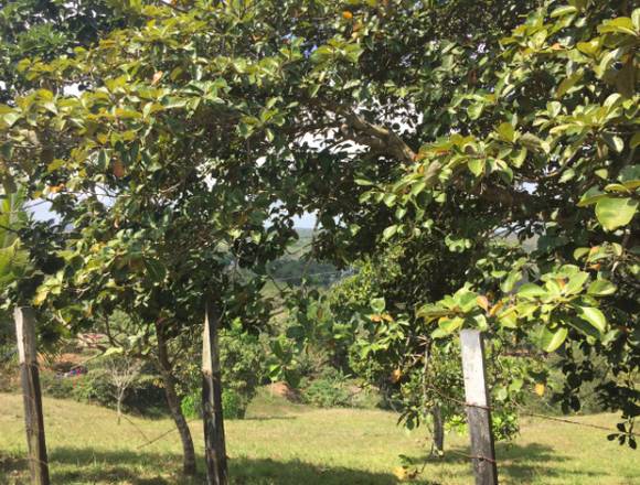 Se Vende Finca en Potrero Grande La Chorrera