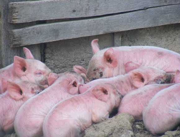 Ventas de lechones y. Cerdos mayores
