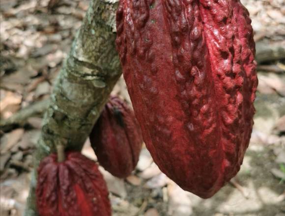 Se vende finca en arenillas 