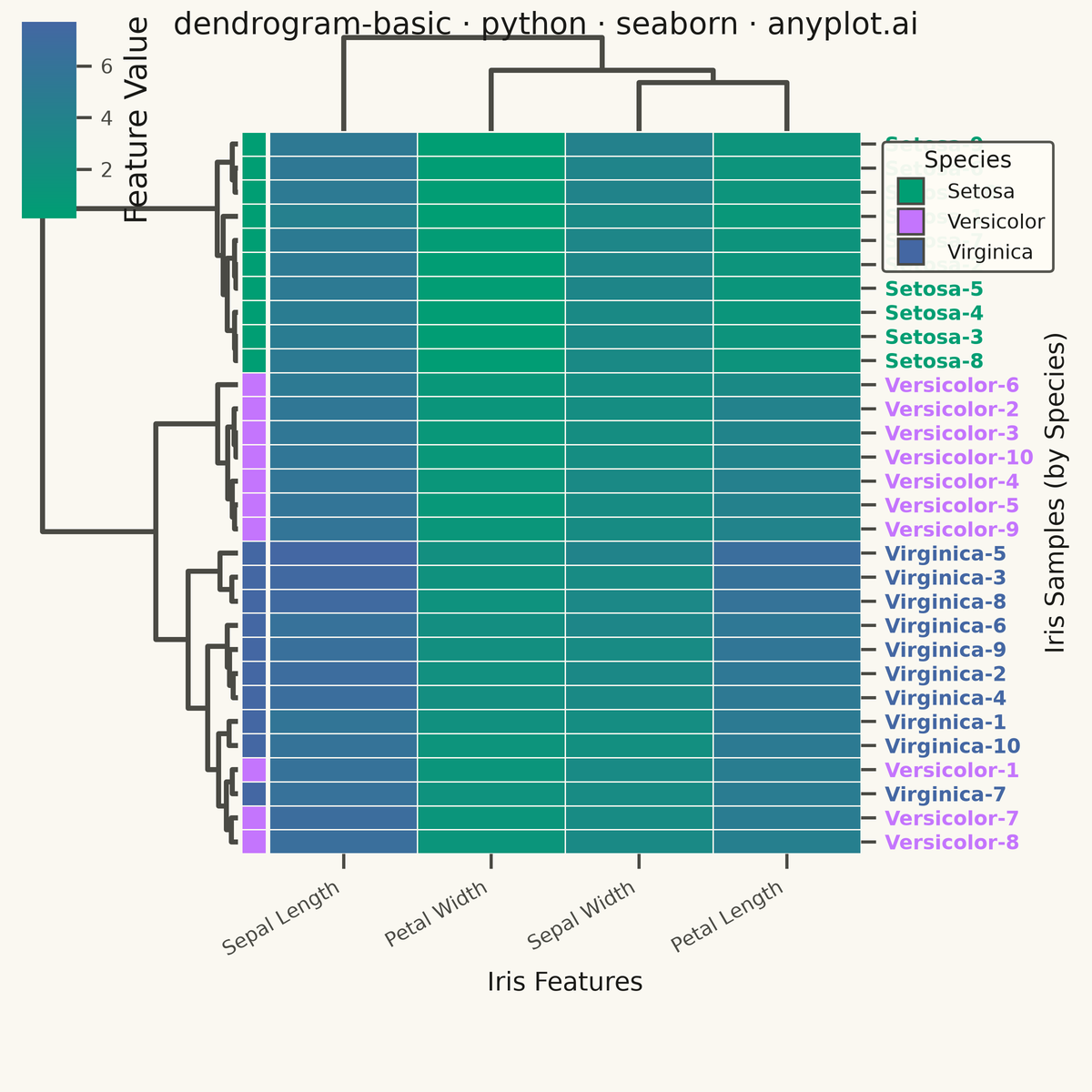 Basic Dendrogram rendered with Seaborn