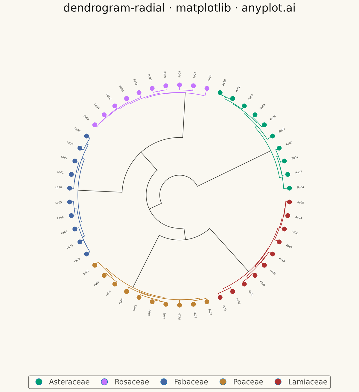 Radial Dendrogram rendered with Matplotlib