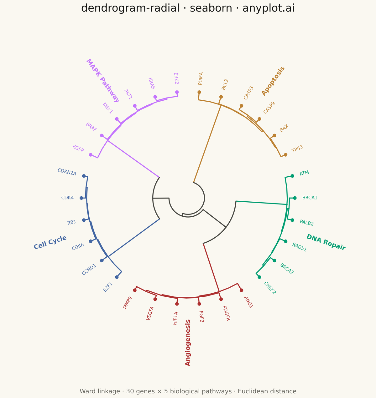 Radial Dendrogram rendered with Seaborn