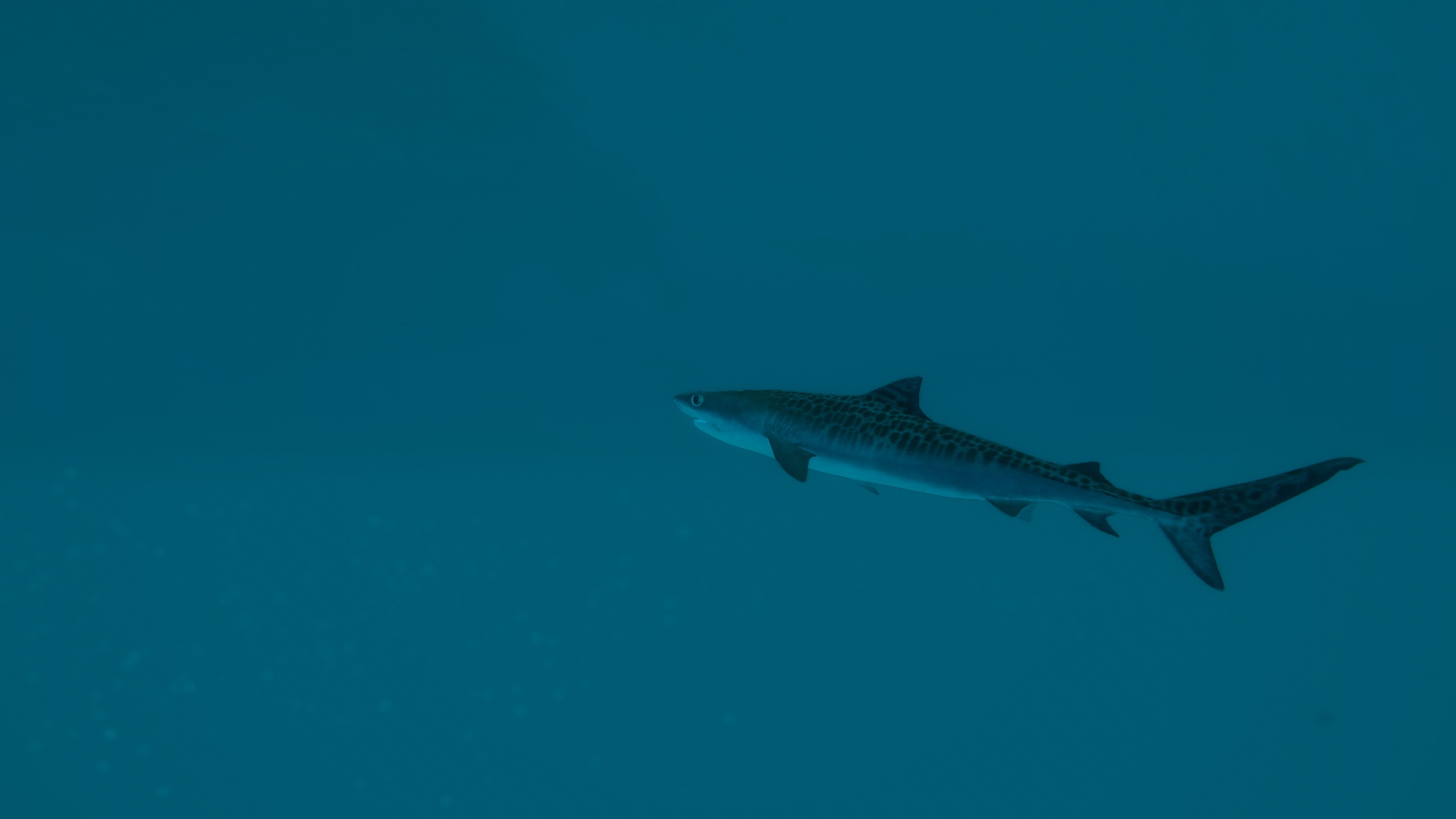 Ultimate Fishing Simulator 2 Screenshot 3