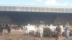 adaae several persons killed as terrorists bomb popular taraba cattle market
