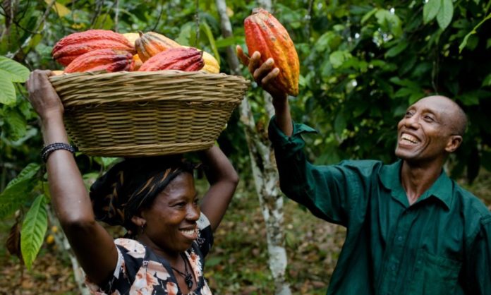 cdbf cocoa farmers pledge to support edo apc x