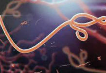 bbb ebola virus