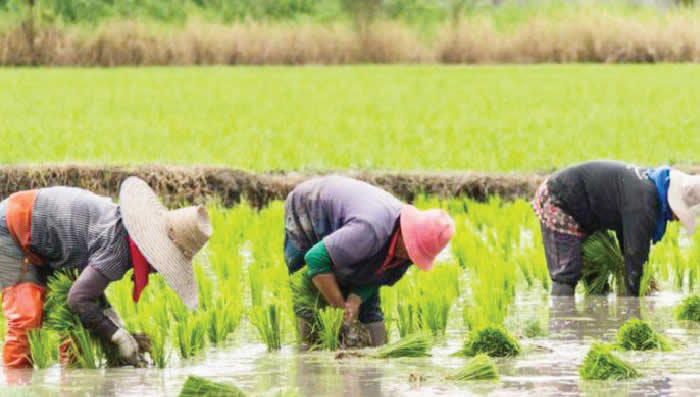 Farmers, agric experts meet in Kaduna