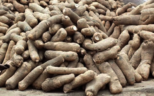 Nigeria leads in yam production - nigeria newspapers online