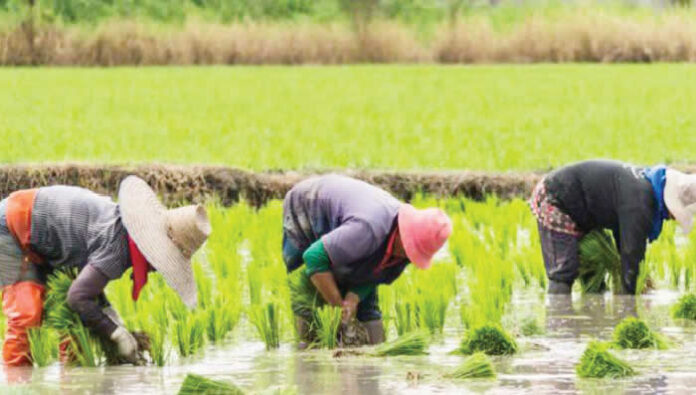 adeff rice farmers at work