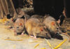 b lassa fever