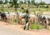 cbeab under age grazing herders