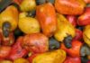 d cashew fruit