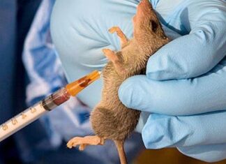 ef lassa fever