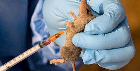 Lassa fever deaths rise to 109 in 22 states - nigeria newspapers online