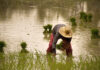 fdbd rice farmer