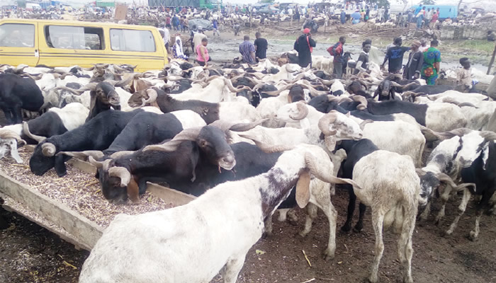 Shina peller distributes over 2000 rams to muslims - nigeria newspapers online