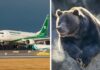 ecfd bear escapes plane dubai x