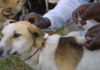 bda a dog being vaccinated