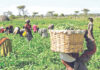 da a farmers on a farmland