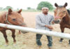 dcec aliyu and stolen horse