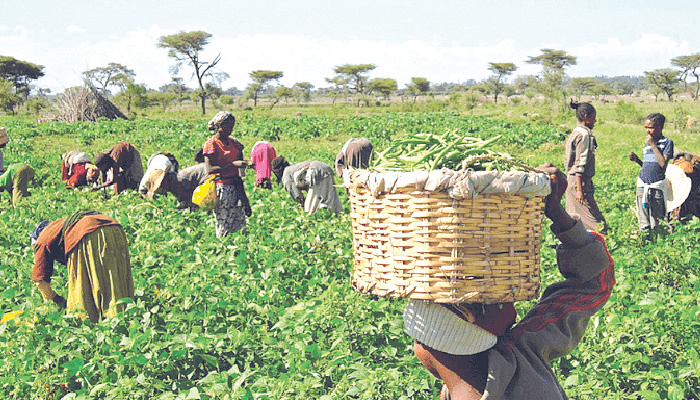 Embrace modern practice, Oyo urges farmers