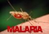 bba malaria