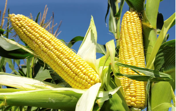 Kwara provides subsidised maize to poultry fish farmers - nigeria newspapers online