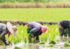 ce rice farmers at work