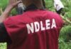 bcf ndlea uncovers large farm of marijuana in kano e