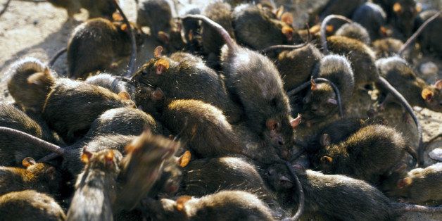 Govt knocks traders for flooding benue with live rats - nigeria newspapers online