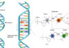 ffb dna testing