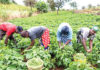 cb young farmers venturing into neglected gold mine