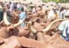 addfe nguru cattle market x