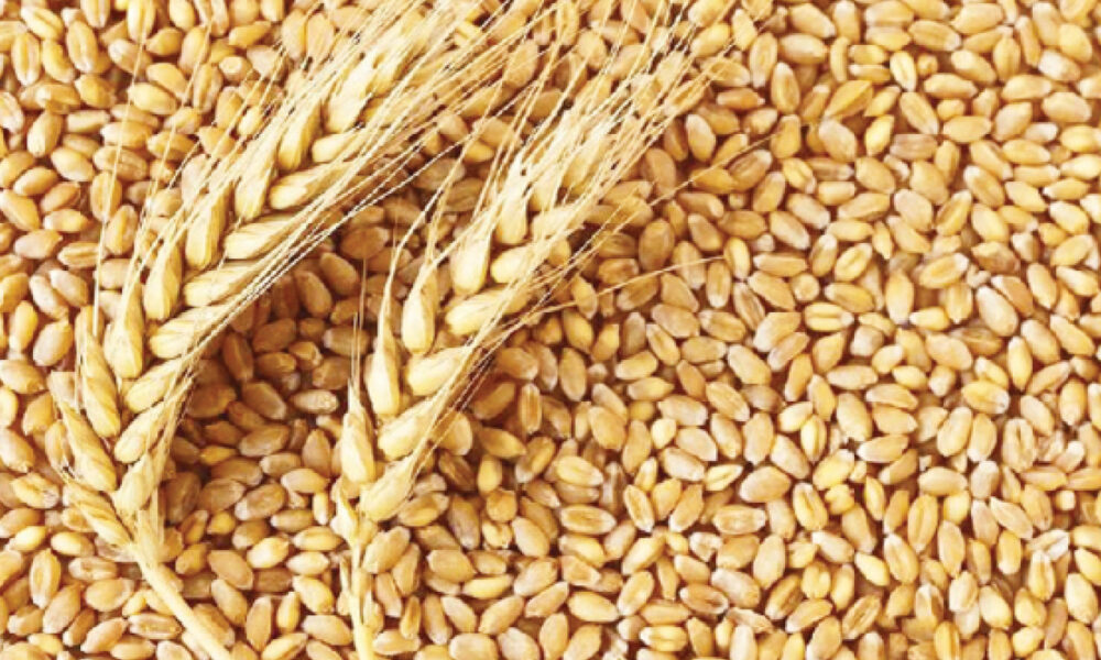 Why Yobe wheat farmers are smiling – Daily Trust