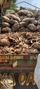 Ncs fou zone b seizes donkey meat bones contraband worth n3bn - nigeria newspapers online