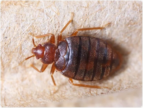 5 Natural Ways To Get Rid of Bedbugs From Your Home