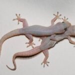 cbbf wall geckos x