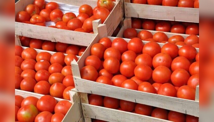 Why there is drop in tomato production others farmers - nigeria newspapers online