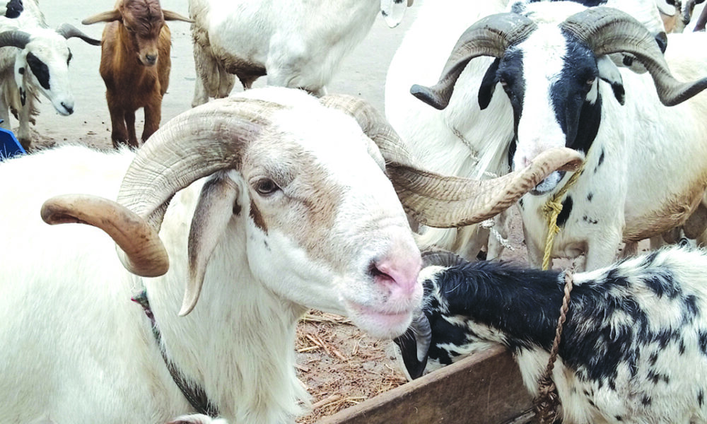 Sallah jaji donates 3000 rams n250m to constituents in zamfara - nigeria newspapers online