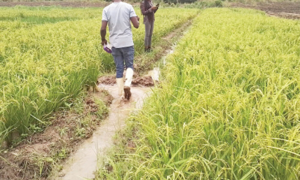Nigeria daily what farmers need to know as the rainy season sets in - nigeria newspapers online