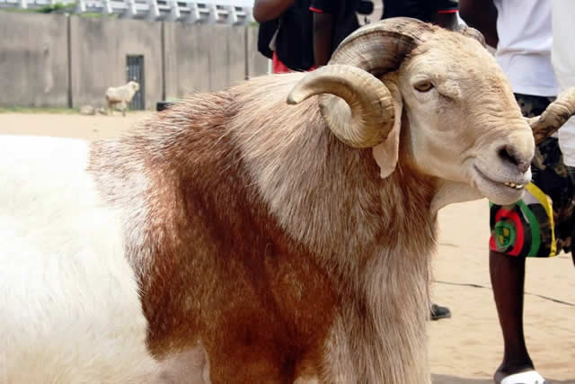 Nigeria daily sallah ram you can eat everything but you need to hear this first - nigeria newspapers online