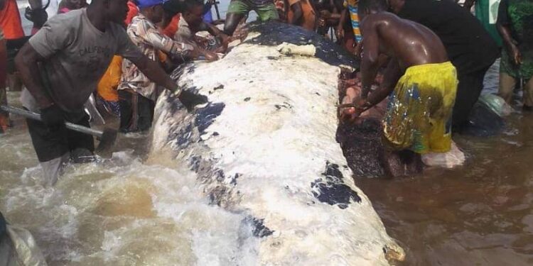 Again bayelsans butcher whale at brass island - nigeria newspapers online