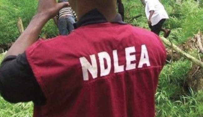 Ndlea arrests 150 drug traffickers in nasarawa - nigeria newspapers online